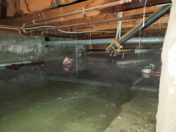 Best Basement water damage restoration  in Big Timber, MT